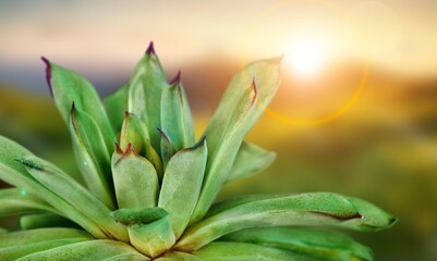 Beautiful green house plant on background