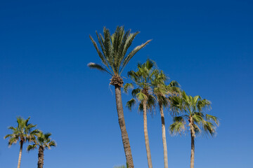 Palm trees on Tenerife in front of a sunny blue sky without clouds