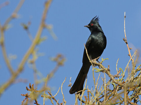 A male Phainopepla (Phainopepla nitens) perched in a tree.  Shot on the outskirts of Tuscon, Arizona..