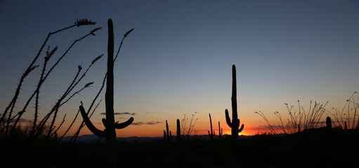The sunset just outside of Tuscon, Arizona showcasing silhouettes of saguro cacti and other...