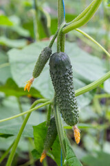 plant cucumber with yellow flowers. Juicy fresh cucumber close-up macro on a background of leaves