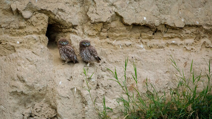 The Little Owls in a Cave in the Danube Delta of Romania