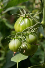 A bunch of green tomatoes on a bush. Tomatoes ripen in the garden. Bush with green tomatoes. Lots of tomatoes on the bush