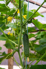 plant cucumber with yellow flowers. Juicy fresh cucumber close-up macro on a background of leaves