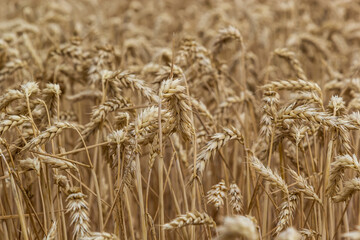 Rural scenery. Background of ripening ears of wheat field and sunlight. Crops field. Selective focus. Field landscape