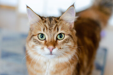 Portrait of a red Ginger stripped color siberian cat with yellow green eyes lying on the floor at home. Fluffy purebred straight-eared long hair male kitty. Adorable domestic pet concept.