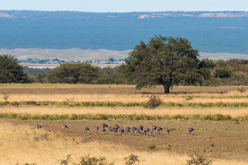 Obraz na płótnie Canvas Greater Rhea, Rhea americana, in Pampas coutryside environment, La Pampa province, ,Brazil.