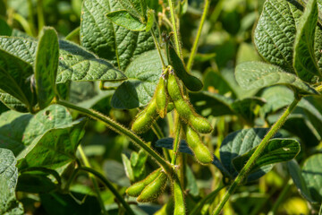 In the middle of the summer on a farm field growing soybeans