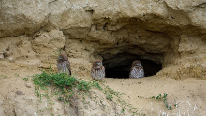 The Little Owls in a Cave in the Danube Delta of Romania
