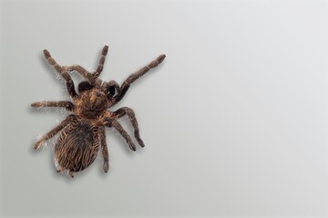 Black scary spider sitting on the desk