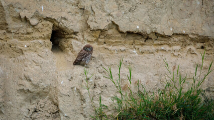 The Little Owls in a Cave in the Danube Delta of Romania