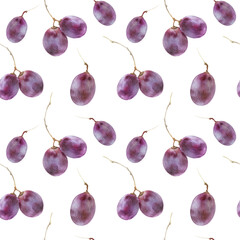 Modern watercolor botanical illustration. Pinot noir-grigio grape berries