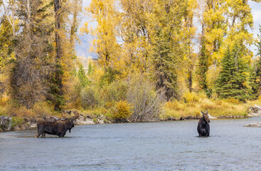 Bull and Cow Moose in the Rut  in Wyoming in Autumn