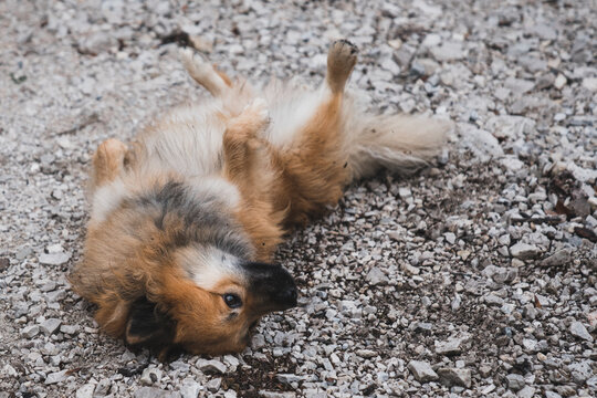 Funny dog lying on stones