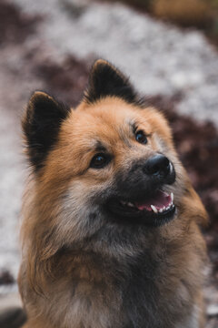 Cute dog on path in countryside