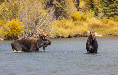 Bull and Cow Moose in the Rut  in Wyoming in Autumn