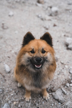 Cute dog sitting on stony ground