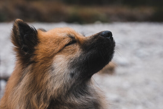 Cute dog sitting on stony ground