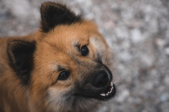 Cute dog sitting on stony ground