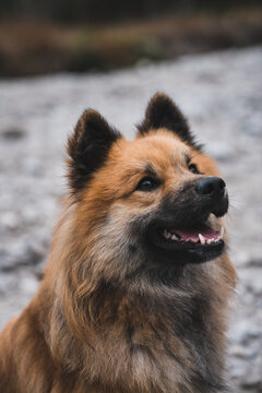 Cute dog sitting on stony ground