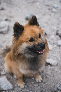 Cute dog sitting on stony ground