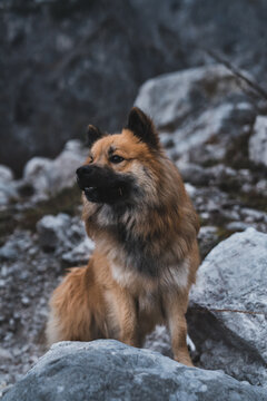 Furry dog sitting near rock