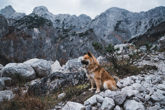 Furry dog sitting near rock