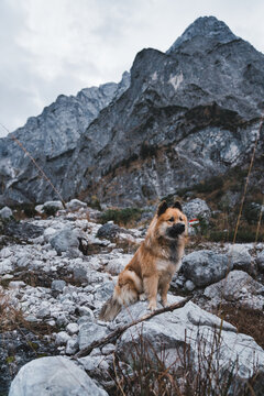 Furry dog sitting near rock