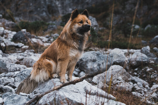 Furry dog sitting near rock