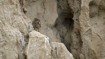 The Little Owls in a Cave in the Danube Delta of Romania