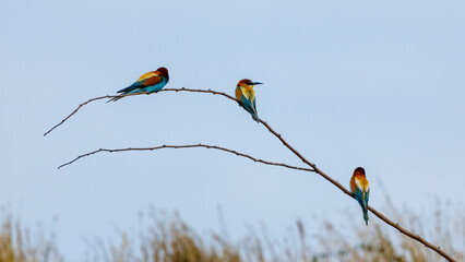 Colorful Bee Eater in the Danube Delta	
