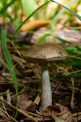 Edible mushroom Leccinum pseudoscabrum in deciduous forest. Known as Hazel Bolete. Wild mushroom growing in the leaves