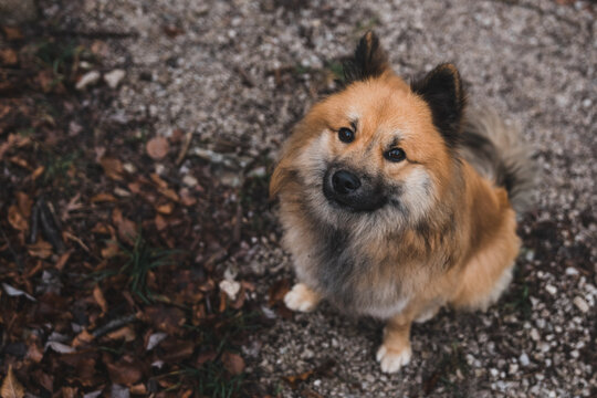 Funny dog in autumn forest