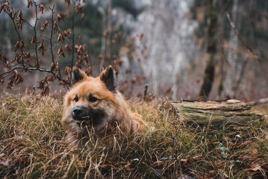 Funny dog in autumn forest