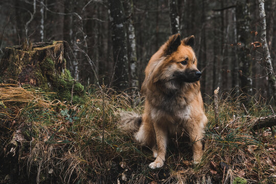 Funny dog in autumn forest