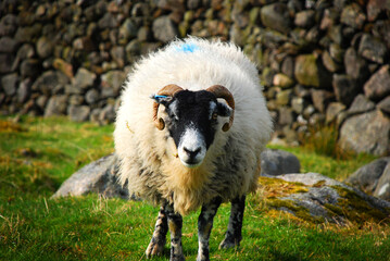 A sheep in a meadow in the English Lake District