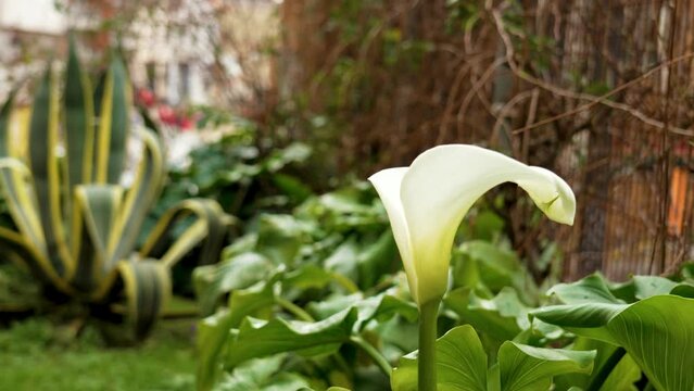 Zantedeschia aethiopica flower in ornamental garden. Calla lilies