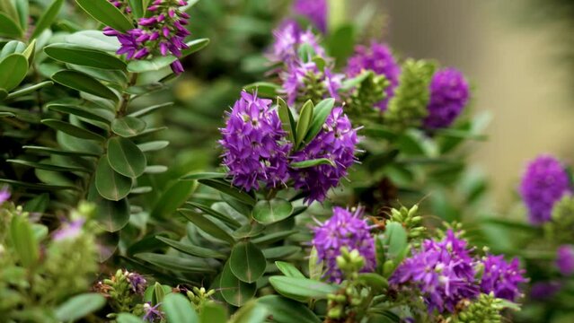 Beautiful purple flowers of hebe speciosa. Shrubby veronica plant