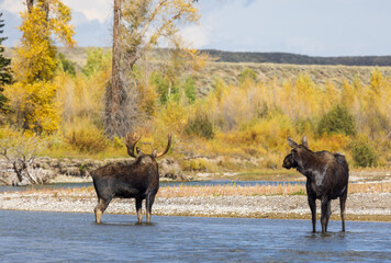 Fototapeta premium Bull and Cow Moose in the Rut in Wyoming in Autumn