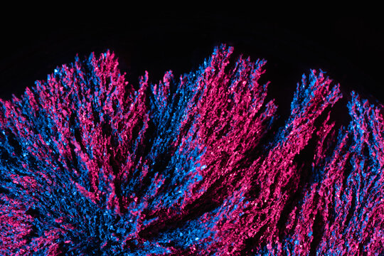 Ferrofluid illuminated with neon light