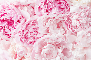 Beautiful floral background from pink peonies for wedding design card. Tender flowers petals in pastel colors.