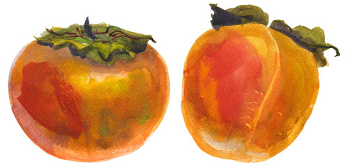 Winter orange persimmon fruits on a white background, watercolor