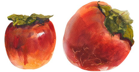 Winter red persimmon fruits on a white background, watercolor