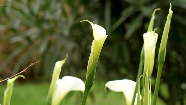 White blooming cala lily flower buds in the garden with green fresh leaves in nature