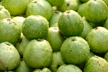 Organic guava fruit. green guava fruit hanging on tree in agriculture farm of India in harvesting season, This fruit contains a lot of vitamin C.