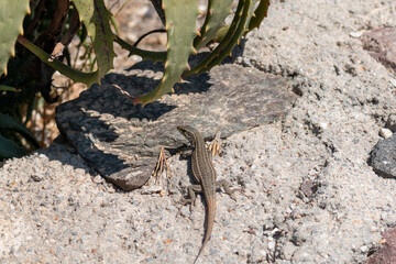 Common wall lizard, Podarcis muralis, on sunny rocks