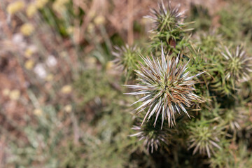 close up of a thistle