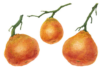 Botanical watercolor illustration. Three orange tangerine branches with fresh fruit