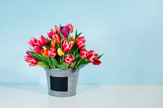 Spring colorful bouquet of tulips in small bucket vase on white table with blue background. Gift for holiday, birthday, 8 March, Mother's Day, Valentine's day, Women's Day. Selective focus. Copy space