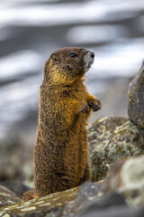 Yellow-bellied Marmot (Marmota flaviventris) on the Levee in Lewiston, ID